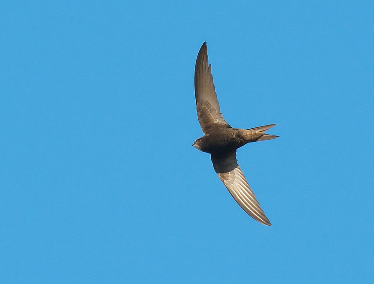 Sligo Swift Survey 2019 to take place this summer